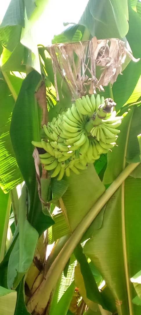 Сasa de vacaciones Blossom House Zanzibar